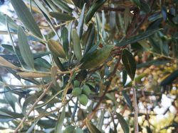 Olivenöl und mehr